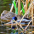 Nestling in the Reeds